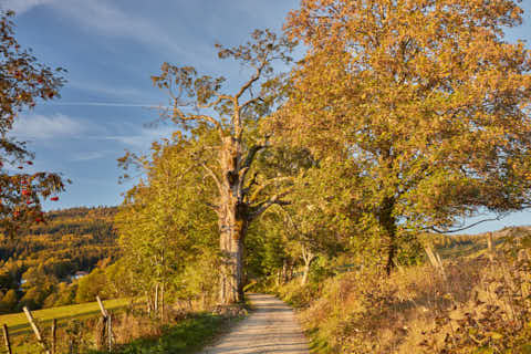 Gemeinde Lindberg Landkreis Regen Buchenau Wanderweg Schachten (Dirschl Johann) Deutschland REG